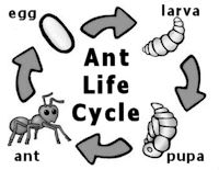 Ant life cycle