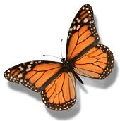 Monarch butterfly