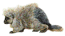 Porcupine