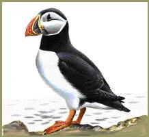 Puffin