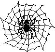 Spider in web