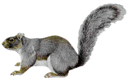 Squirrel